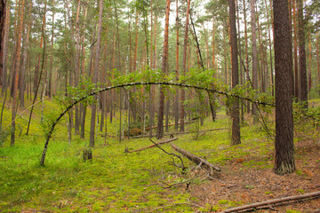 pine forest and curved tree to the ground