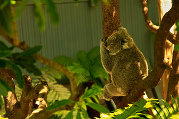 koala bear hanging in tree