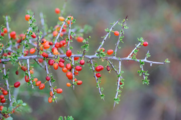 Small red wild fruits in the Pampas forest, Patagonia, Argentina