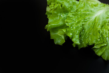 Green lettuce isolated on black background. Copy space