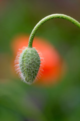 Obraz premium Close up image of Papaver rhoeas developing bud, also known as Corn poppy or common poppy