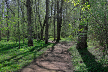 Path in spring park in the village Pokrovskoe