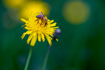 Macro photography from the side of a bee feeding on a dandelion flower. Captured at the Andean mountains of central Colombia.