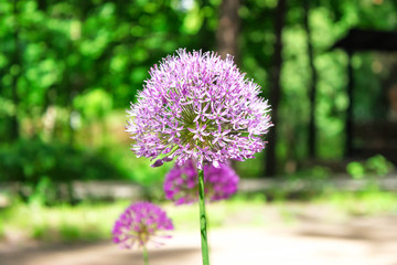 Obraz premium Flower head of Allium aflatunense Purple Sensation on green nature background
