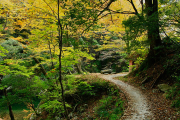 autumn in japan