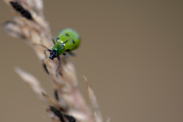 Macro photography of a spotted cucumber beetle on a grass flower, captured at the Andean mountains of central Colombia.