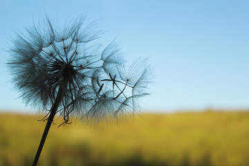 flying dandelion seeds on a blue sky background