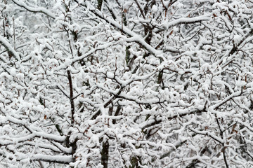 Fototapeta premium The branches of a tree covered with hoarfrost and snow in a winter morning.