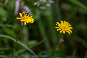 Obraz premium Macro photography of a bee feeding on a dandelion flower. Captured at the Andean mountains of central Colombia.