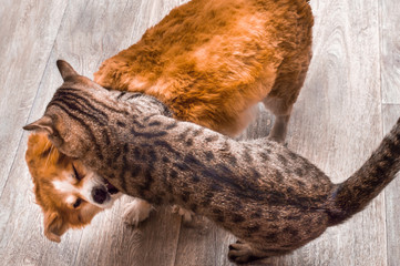 Closeup portrait of cat and dog fight.