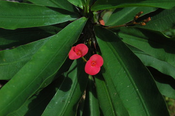 Coroa de Cristo gigante 