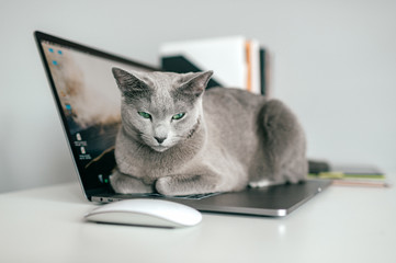 Beautiful russian blue cat lying on notebook in home interior. Lazy kitten resting on laptop....