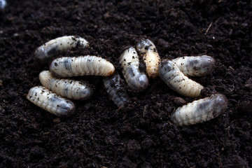 beetle lavas on soil , group of larvas on soil ,fat insect larvae