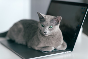 Beautiful russian blue cat lying on notebook in home interior. Lazy kitten resting on laptop. Working concept.