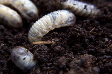 beetle lavas on soil , group of larvas on soil ,fat insect larvae