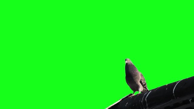 Common Pigeon walking on roof (Green Screen)