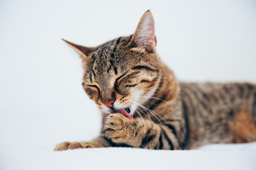 Beautiful tabby cat posing for the camera.