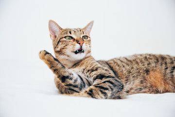 Obraz premium Beautiful tabby cat posing for the camera.