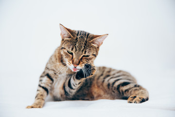 Beautiful tabby cat posing for the camera.