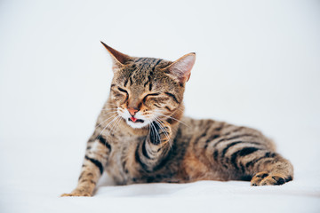 Beautiful tabby cat posing for the camera.