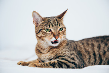 Beautiful tabby cat posing for the camera.