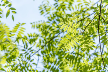瑞々しい新緑の木