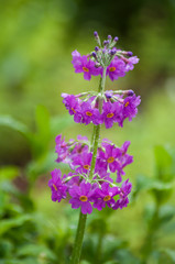 closeup of rain drops on purple primroses in a public garden