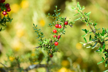 Obraz premium Small red wild fruits in the Pampas forest, Patagonia, Argentina