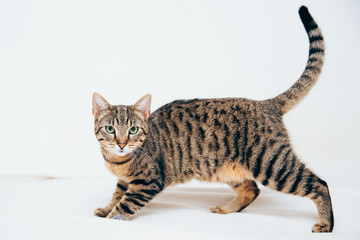 Beautiful tabby cat posing for the camera.