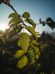 dog-rose leaves in backlit sun