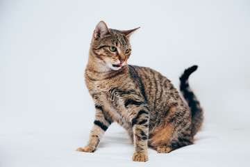 Beautiful tabby cat posing for the camera.