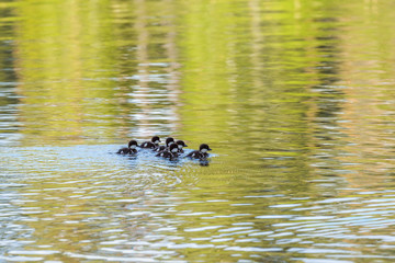 Goldeneye chicks swimming in water