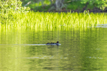 Goldeneye with chicks swimming in the lake