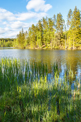 Forest lake view on a summer day