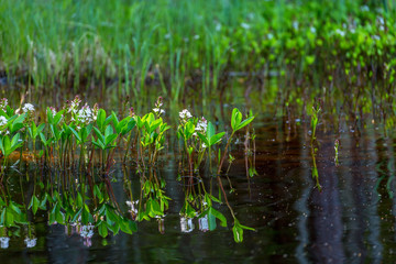 Bogbean flowers with reflections in the lake