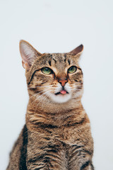 Beautiful tabby cat posing for the camera.