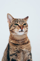 Beautiful tabby cat posing for the camera.