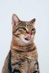 Beautiful tabby cat posing for the camera.