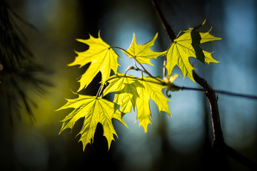 Leaves of young maple in the backlight