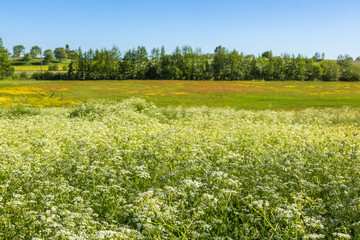 Cow parsley in rural summer meadow landscape