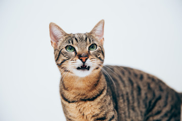 Beautiful tabby cat posing for the camera.