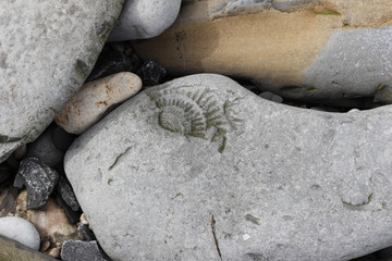 Lyme Regis Fossils