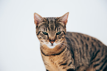 Beautiful tabby cat posing for the camera.