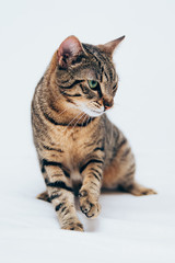 Obraz premium Beautiful tabby cat posing for the camera.