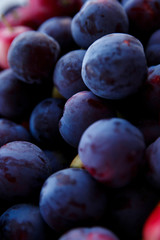 harvest of ripe blue plums close up