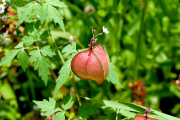 フウセンカズラ