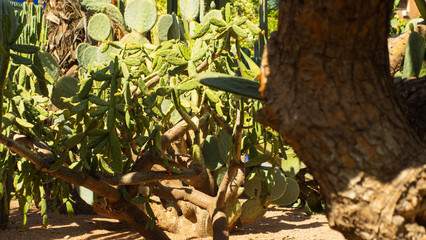 Jardine Majorelle In Marrakesh, Morocco, Africa, Yves Saint Laurent magic garden, flowers cactus...