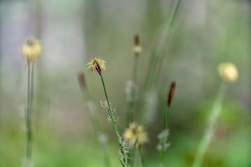 Carex (common sedge, black sedge or smooth black sedge)