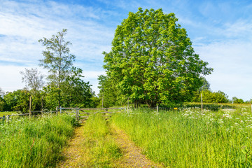 Obraz premium Footpath on a summer meadow with a gate