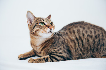 Beautiful tabby cat posing for the camera.